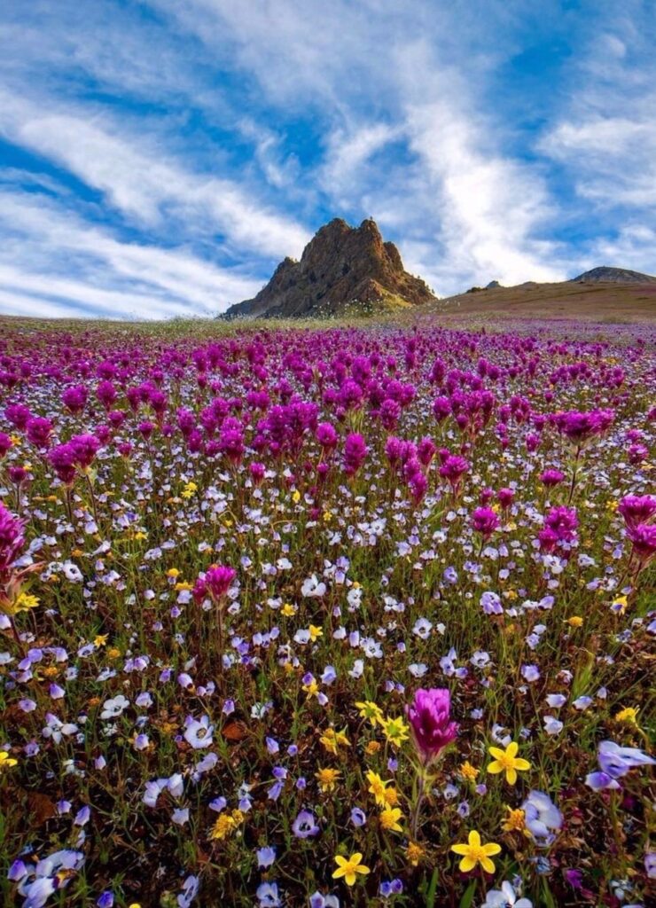 desierto de Atacama florido, Chile, 