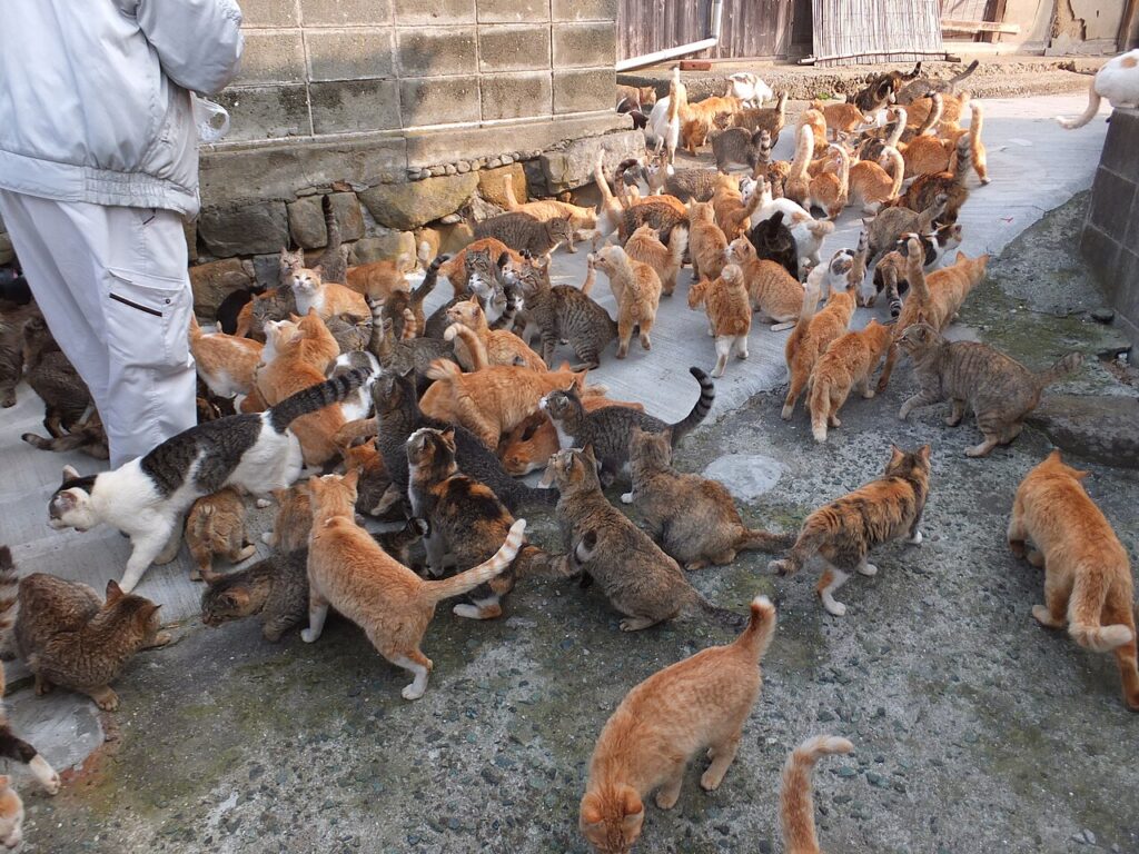 Foto real captando a los gatos en la isla.