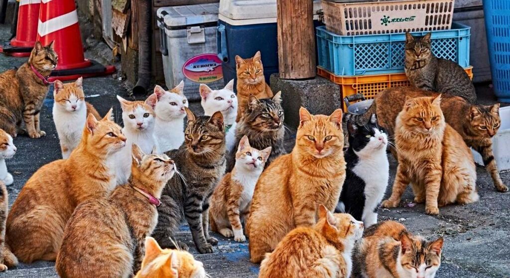 Foto real captando a los gatos en la isla.